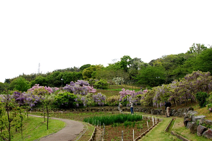 横須賀しょうぶ園の藤ー１_d0167672_10415457.jpg