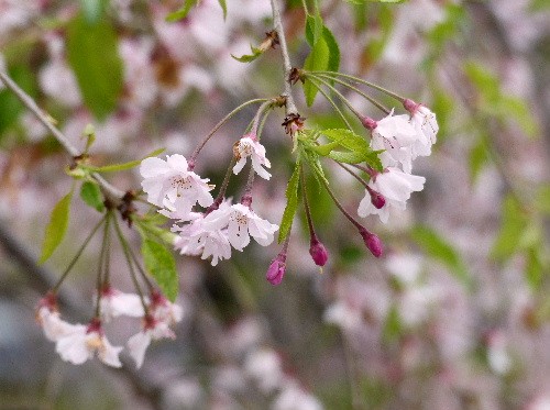 春の京都　（一）　　渉成園枳殻亭 - 野に咲く北国の花