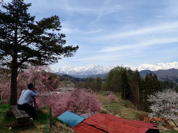 長野県小川村、立屋地区（番所の桜山）2015-04-24_c0349574_20152202.jpg