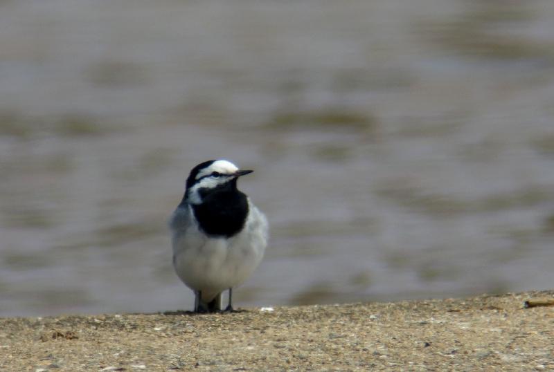 見島の鳥_e0018678_15182628.jpg