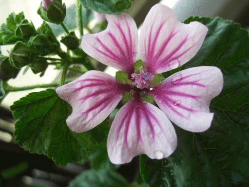 c0095679_1039778.gif
