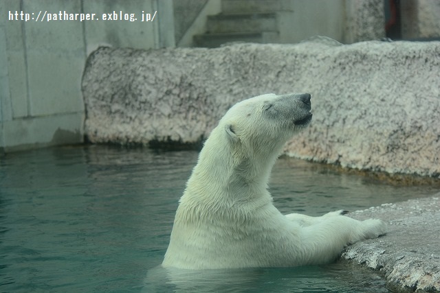 ２０１５年４月　ほぼ毎月とくしま動物園　その１_a0052986_23313413.jpg