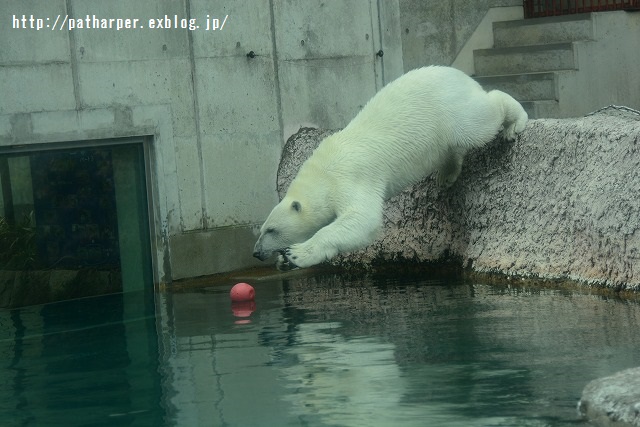 ２０１５年４月　ほぼ毎月とくしま動物園　その１_a0052986_23491777.jpg