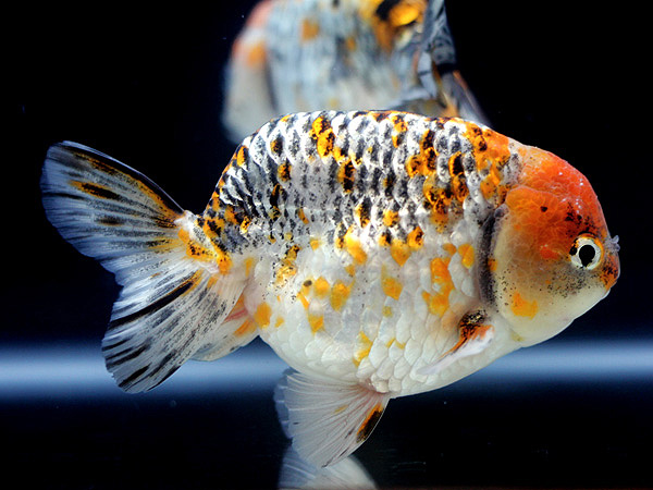 日本観賞魚フェア2015 ⑧_a0199486_9374196.jpg