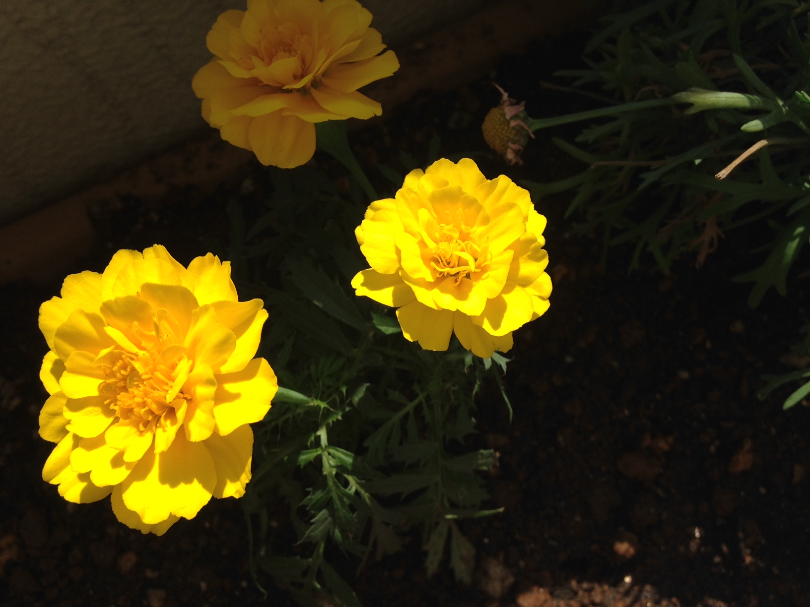 庭のお花_f0218886_15172399.jpg
