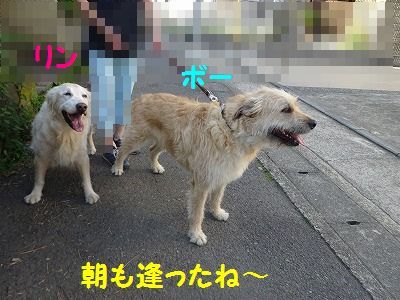 ねずみは無くなってウサギが出た_e0222588_17021657.jpg