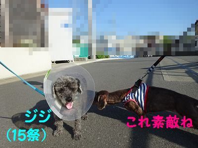 ねずみは無くなってウサギが出た_e0222588_17021965.jpg