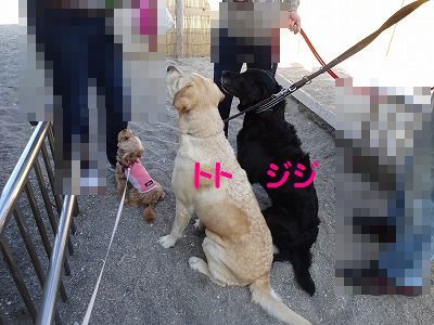ねずみは無くなってウサギが出た_e0222588_17025456.jpg