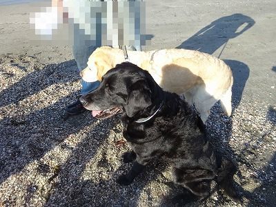 ねずみは無くなってウサギが出た_e0222588_17031118.jpg