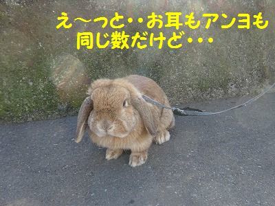 ねずみは無くなってウサギが出た_e0222588_17032568.jpg
