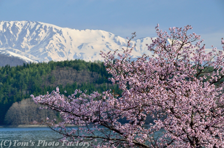 信州白馬～白馬連山、遅い春の訪れと初夏の景色_b0155692_21403784.jpg