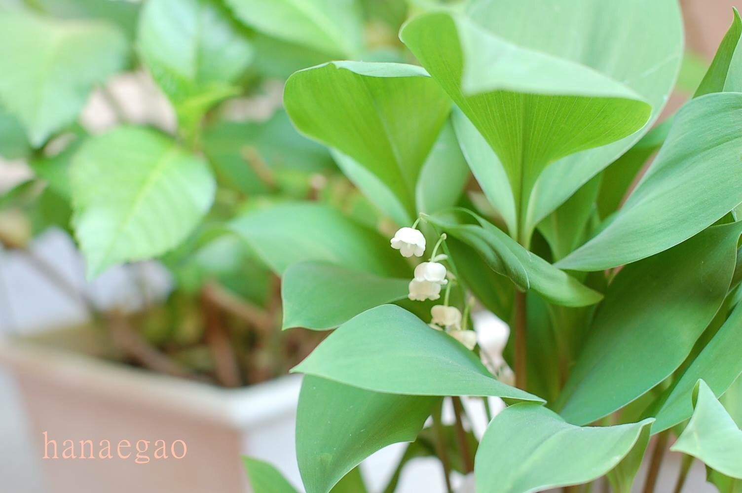 jour de muguet_d0304892_10452065.jpg