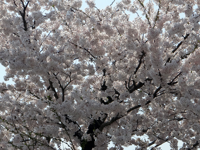 一週間前だけど、弘前の桜など♪_a0136293_19215089.jpg