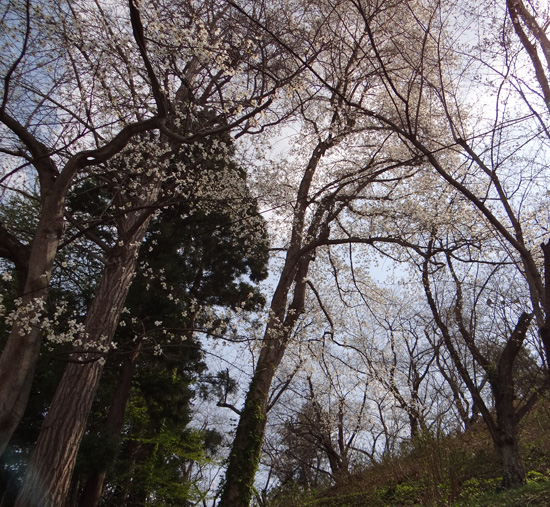 一週間前だけど、弘前の桜など♪_a0136293_19235136.jpg