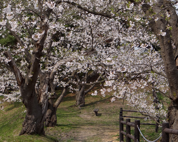 一週間前だけど、弘前の桜など♪_a0136293_19252077.jpg