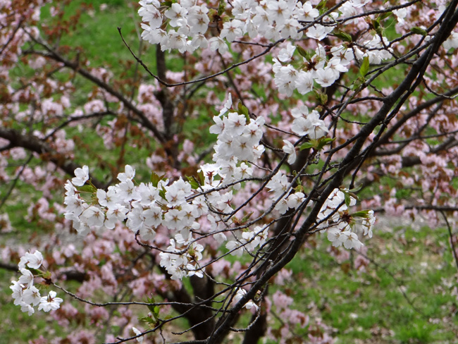 一週間前だけど、弘前の桜など♪_a0136293_19282364.jpg