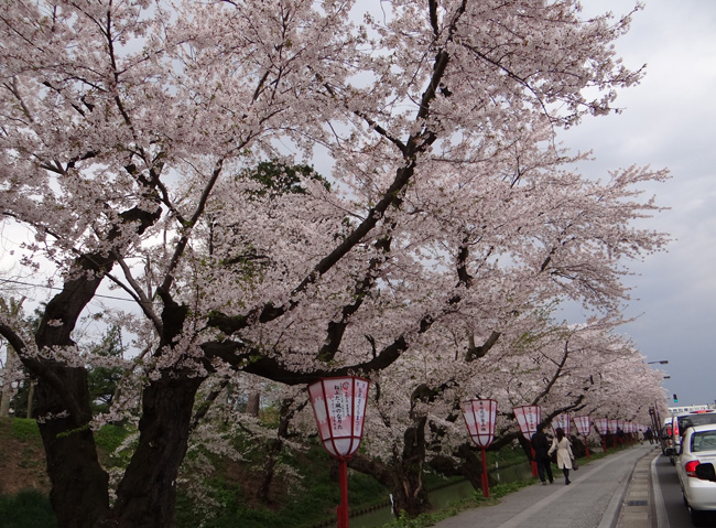 一週間前だけど、弘前の桜など♪_a0136293_1929456.jpg