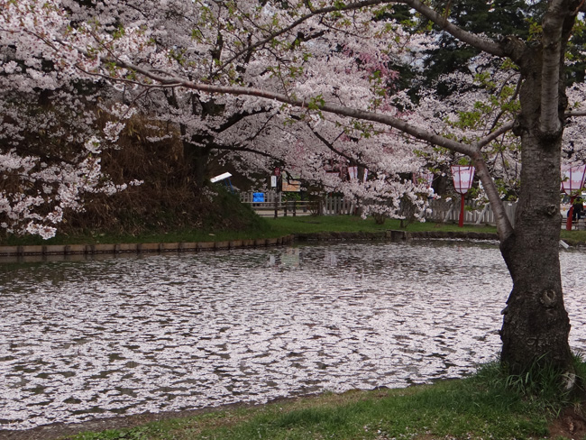 一週間前だけど、弘前の桜など♪_a0136293_19311468.jpg