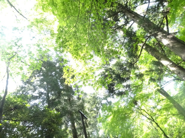 f0337700_20312996.jpg