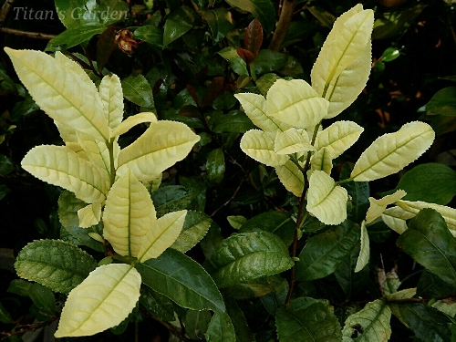 b0099813_061661.jpg
