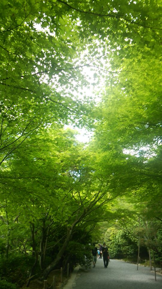 新緑の京都_a0112220_8373272.jpg