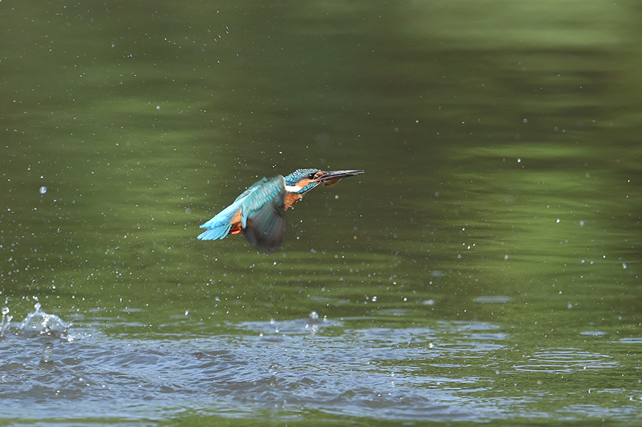 150502 川後池の水物など_c0278820_17335943.jpg