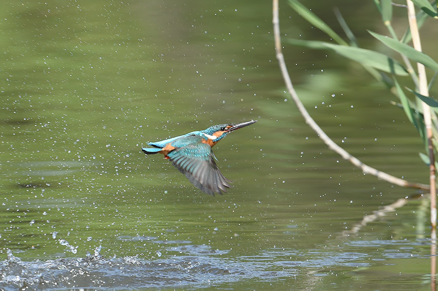 150502 川後池の水物など_c0278820_1739819.jpg