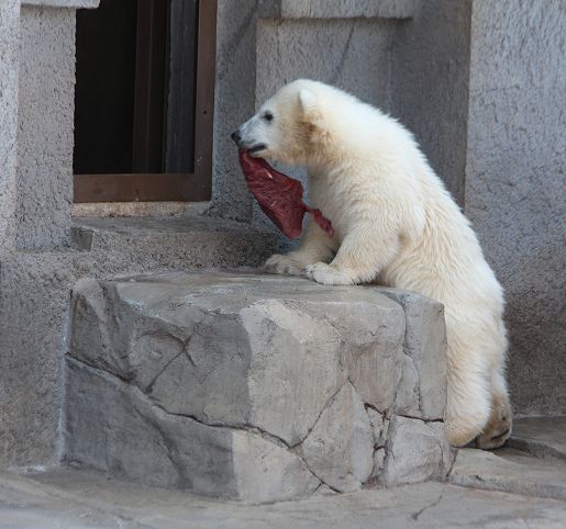 ホッキョクグマの赤ちゃんⅢ_b0339621_2235845.jpg