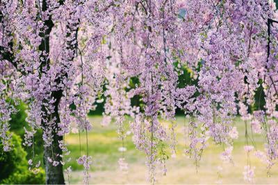 双松公園の枝垂桜_b0060822_135027.jpg
