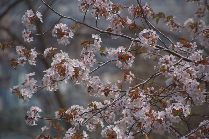 花園公園へ　３_e0001123_1029479.jpg