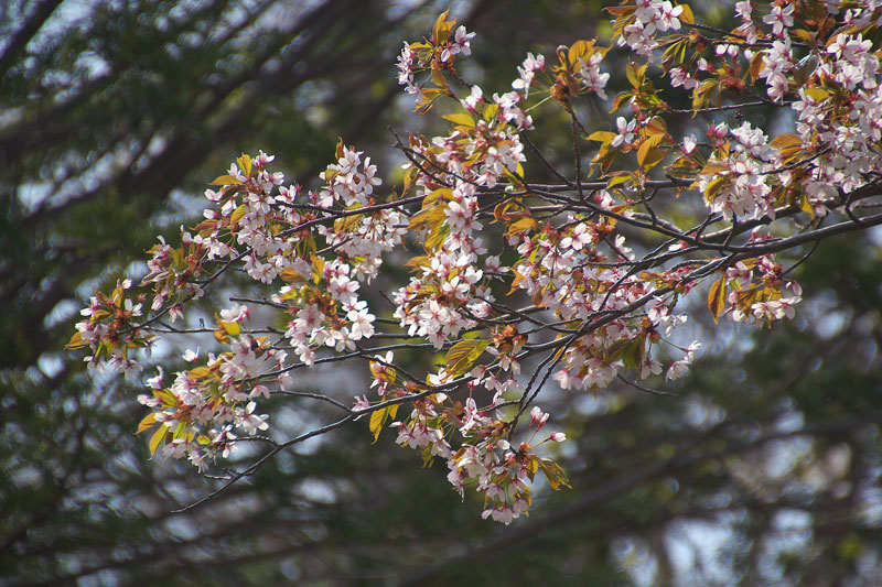 花園公園へ　３_e0001123_1032233.jpg