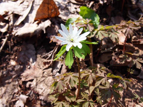 b0147224_20504761.jpg