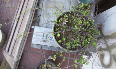 c0276326_14392181.jpg