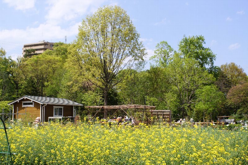 薬草園・春の花々☆その５_a0122932_2213288.jpg