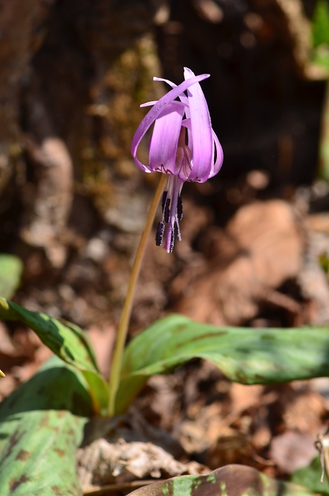 霧訪山の花たち_b0236334_20101332.jpg