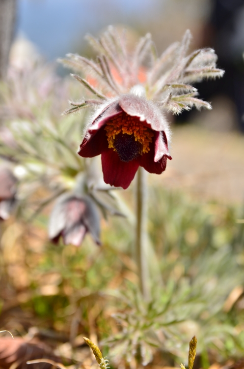 霧訪山の花たち_b0236334_2081916.jpg