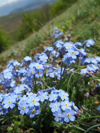 5月の山は花盛り_f0234936_6275579.jpg