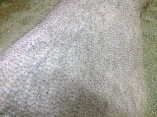 5月3日、4日、5日、6日はカピバラふれあい広場開催!_a0179837_13121386.jpg