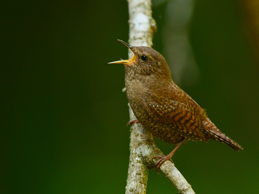 ミソサザイ（鷦鷯）/Eurasian Wren_b0309841_22445616.jpg