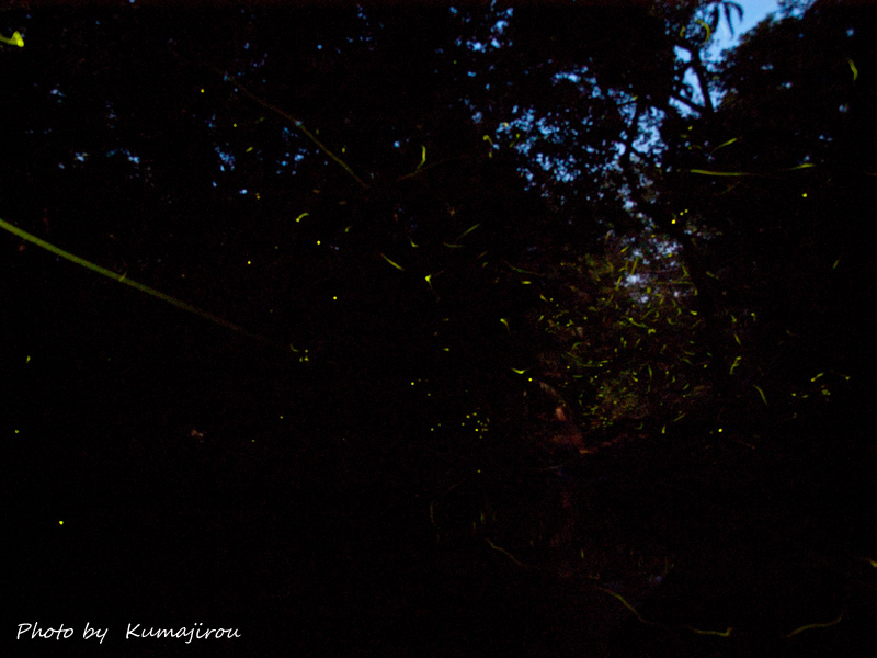 クメジマボタルの光 くま次郎の”やんばる日記”