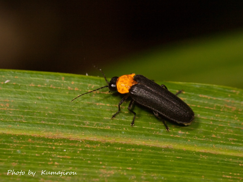 クメジマボタルの光 くま次郎の”やんばる日記”