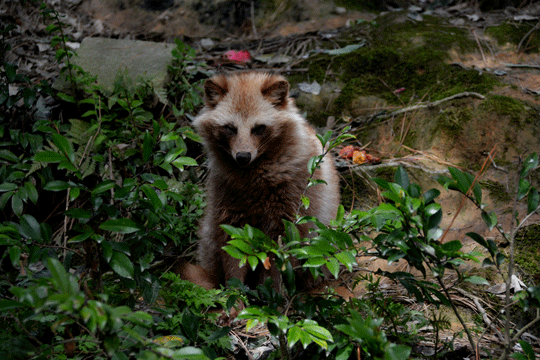 c0093046_1503261.gif