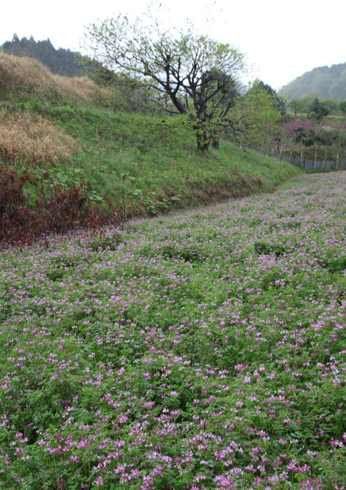 大阪　河南町　持尾　蓮華草　山吹　椿　ハナズオウ_c0108146_2229932.jpg