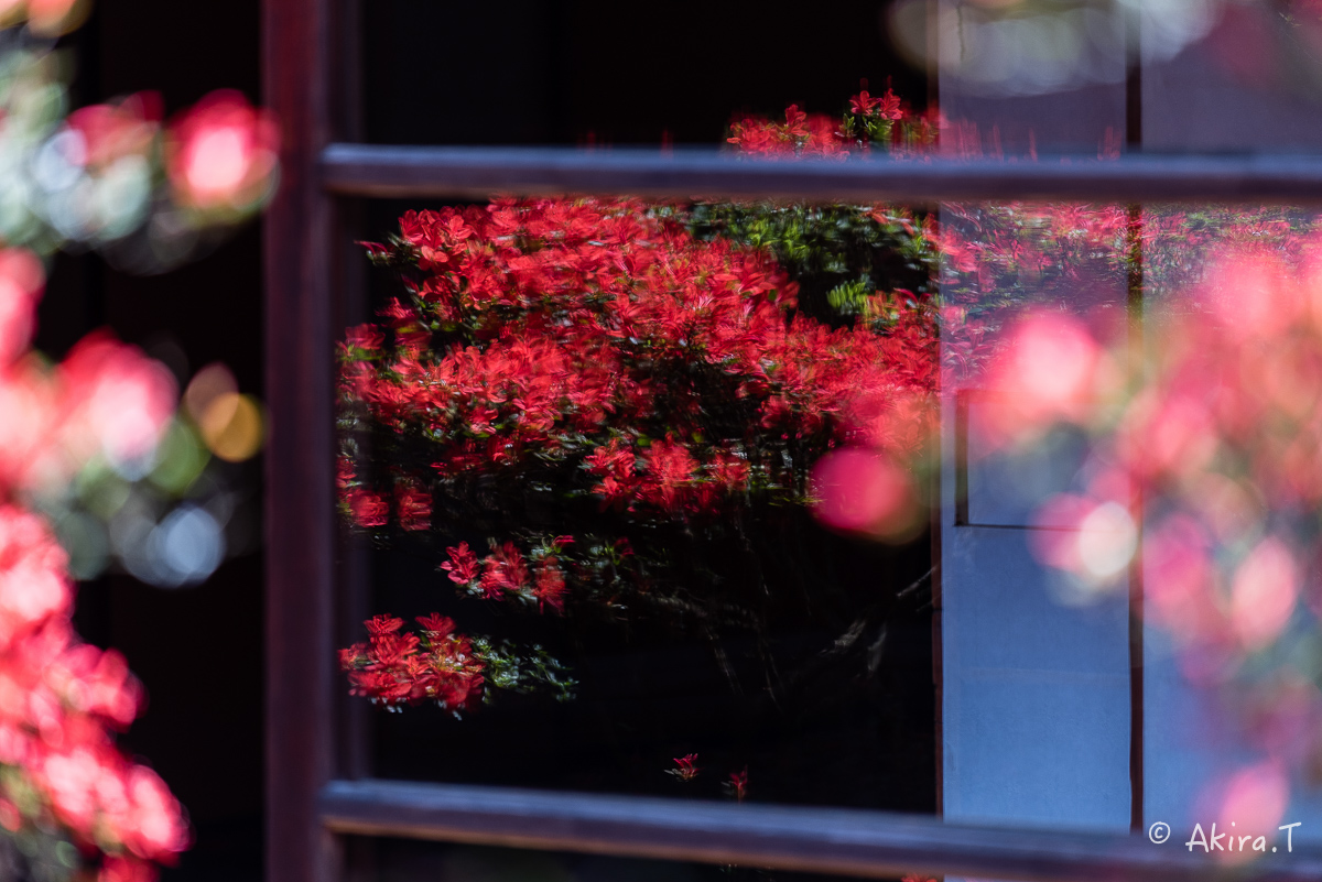 妙心寺 大心院の霧島ツツジ 〜2〜_f0152550_23142323.jpg