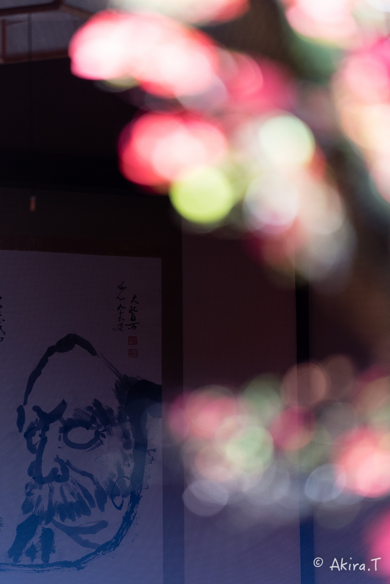 妙心寺 大心院の霧島ツツジ 〜2〜_f0152550_23151444.jpg