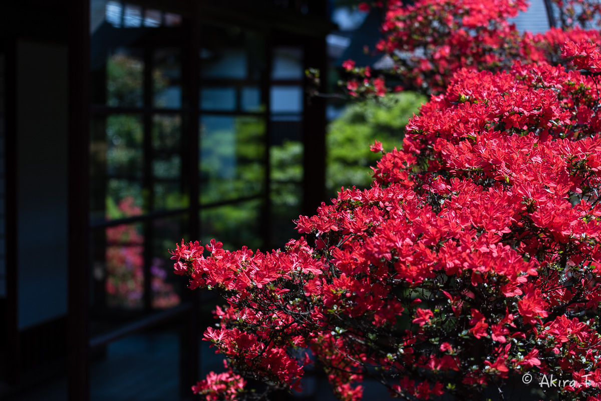 妙心寺 大心院の霧島ツツジ 〜2〜_f0152550_23175060.jpg