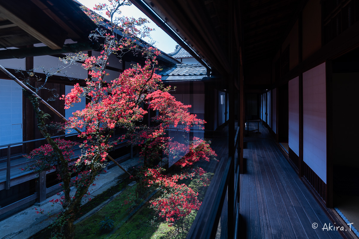 妙心寺 大心院の霧島ツツジ 〜2〜_f0152550_23192512.jpg