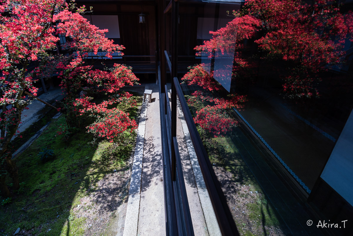 妙心寺 大心院の霧島ツツジ 〜2〜_f0152550_23195062.jpg