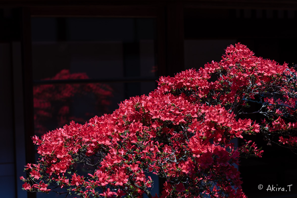 妙心寺 大心院の霧島ツツジ 〜2〜_f0152550_2320266.jpg