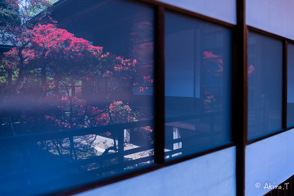 妙心寺 大心院の霧島ツツジ 〜2〜_f0152550_23205927.jpg